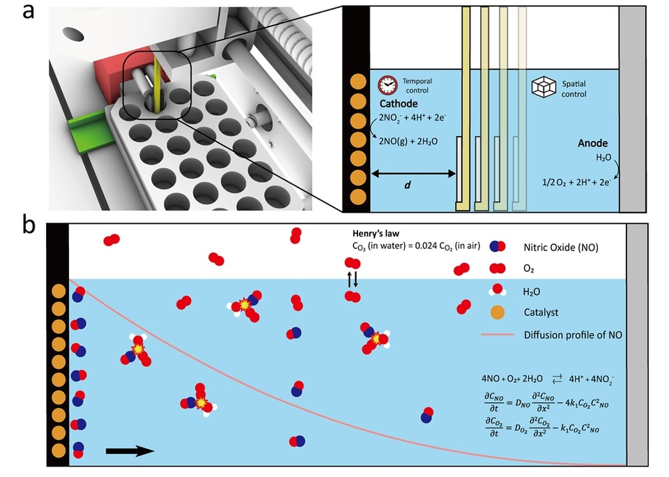 Electrochemical System for Conveyance of Radicals to Tumor cell (ESCoRT)에서 일산화질소 생성을 위한 시공간적 제어 개요도