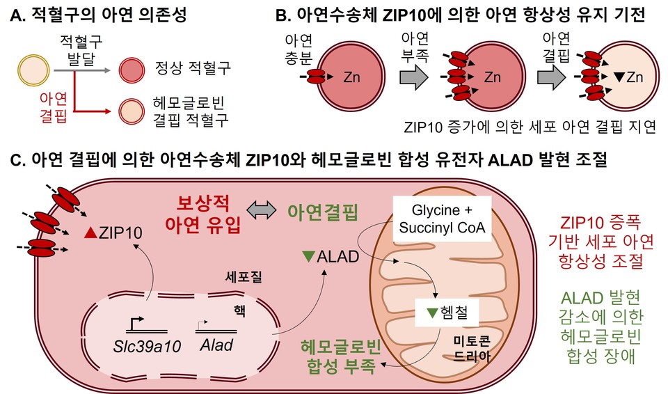 연세대 류문선 교수팀, 아연 수송체 ‘ZIP10’이 빈혈 위험 좌우하는 핵심 기전 규명
